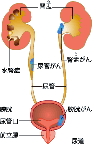 腎盂・尿管の図