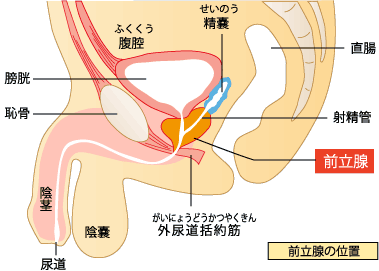 前立腺説明図